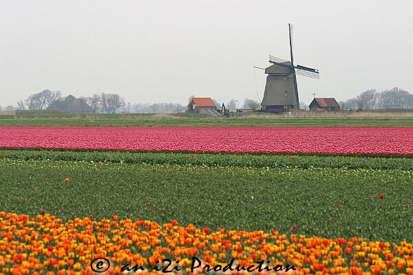 holland01