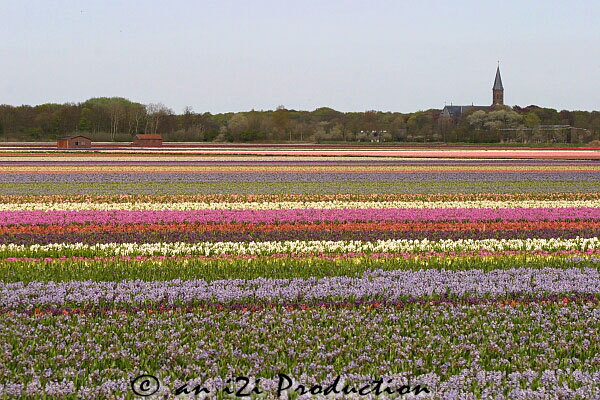 holland02