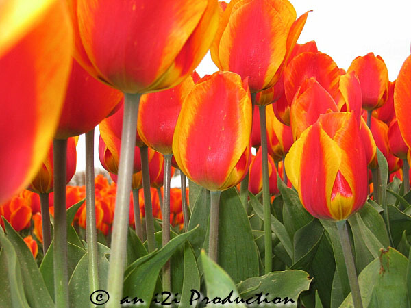 holland06